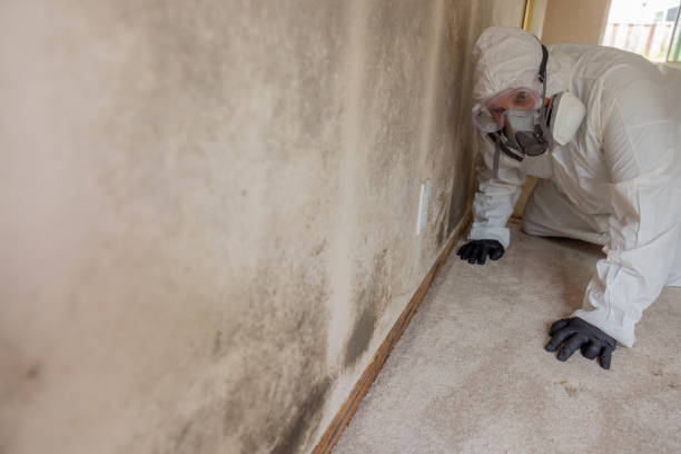 Best Forensic Mold Investigation  in Bayview, CA